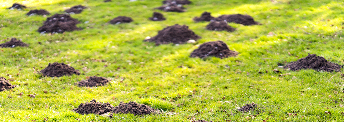 Mole holes in yard.